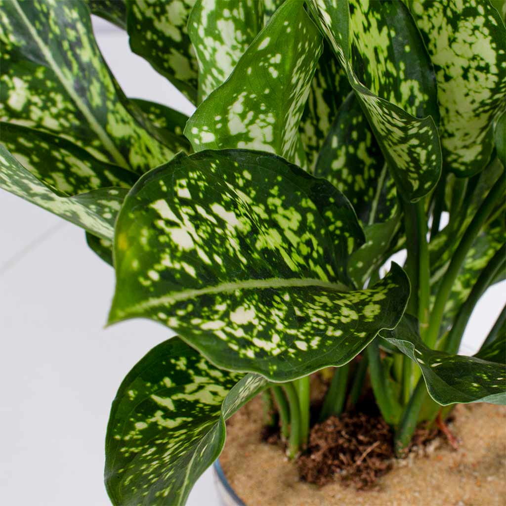 Aglaonema Plants Vase