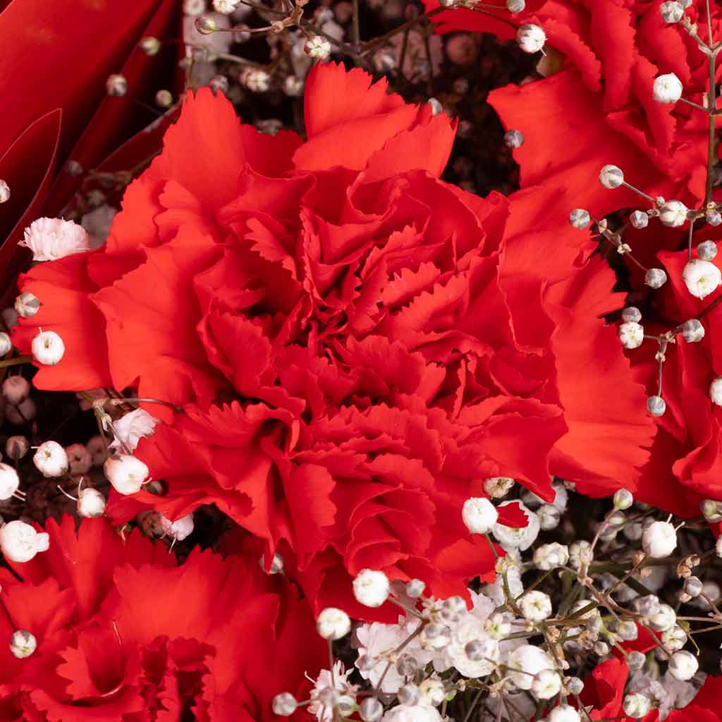 Carnation Rose Harmony