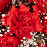 Carnation Rose Harmony