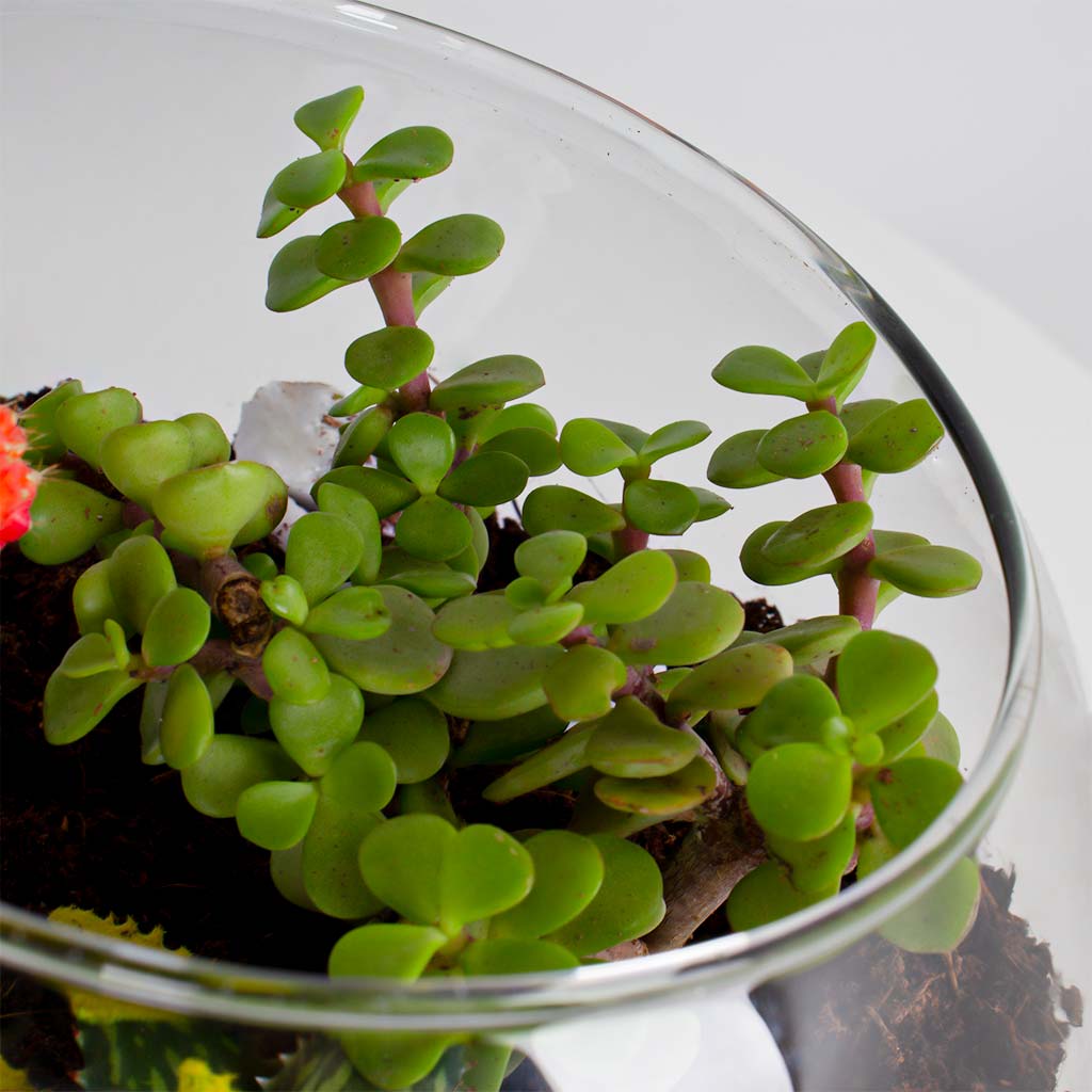 Red Moon Cactus Vase