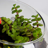 Red Moon Cactus Vase