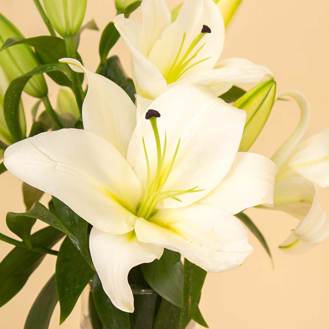 Graceful White Lily Vase