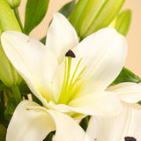 Graceful White Lily Vase