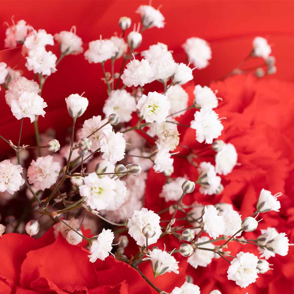 Carnation Rose Harmony