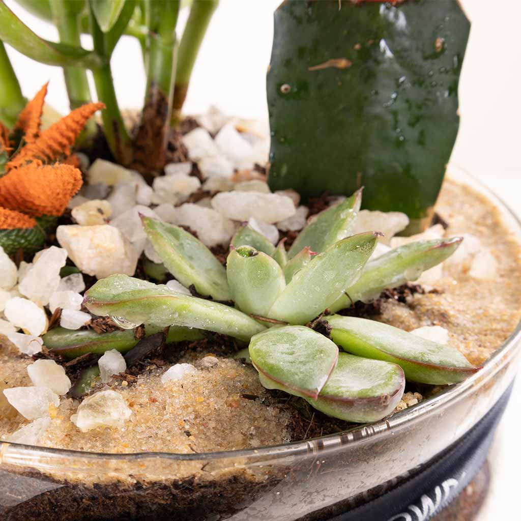Desert Oasis Vase