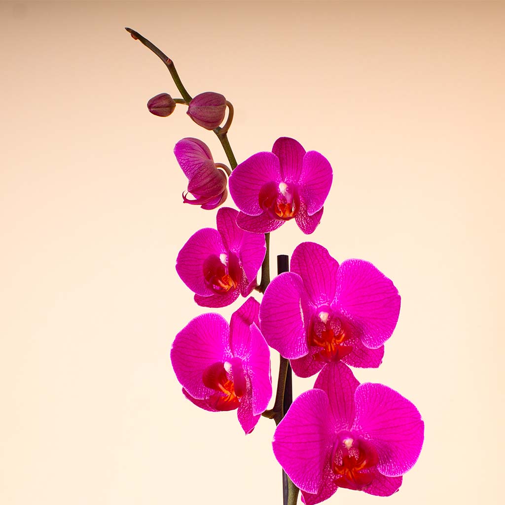 Flowrista | Deep Purple Phalaenopsis Orchid Plant