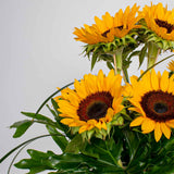 Flowrista | Sunflower Vase – 10 Stems