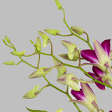 Orchid and Roses Flowers Box