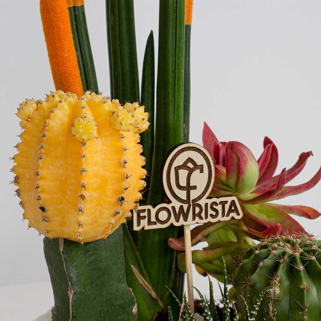 Cylindrical Snake Plant & Yellow Moon Cactus Vase Ii