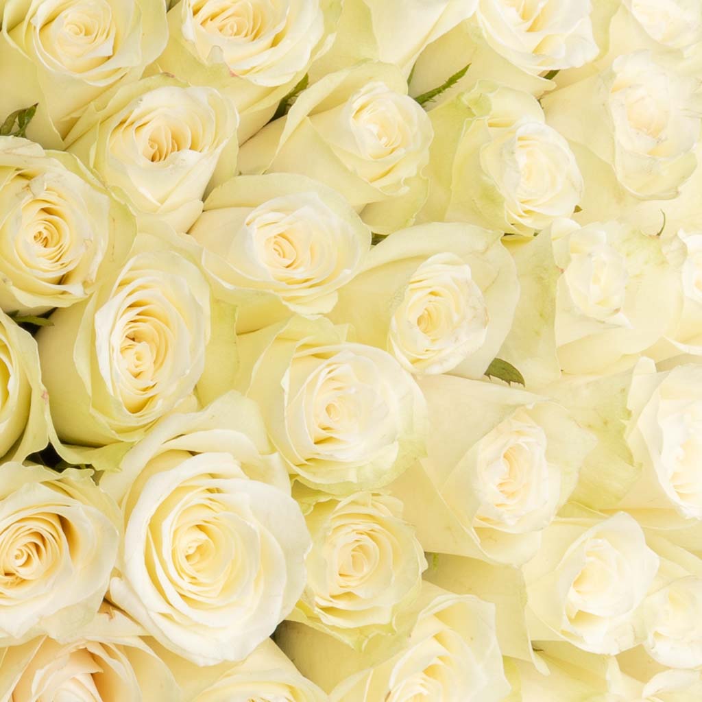 100 White Roses bouquet