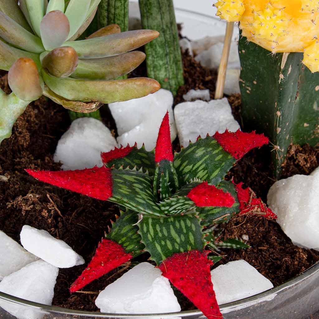 Snake Plant, African Spear & Moon Cactus Set