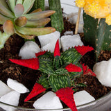 Snake Plant, African Spear & Moon Cactus Set