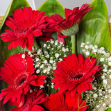 Red Gerbera Bouquet