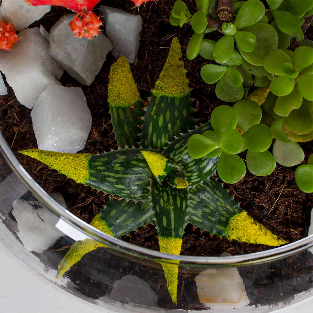 Red Moon Cactus Vase