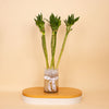Harmony Lotus Bamboo Vase