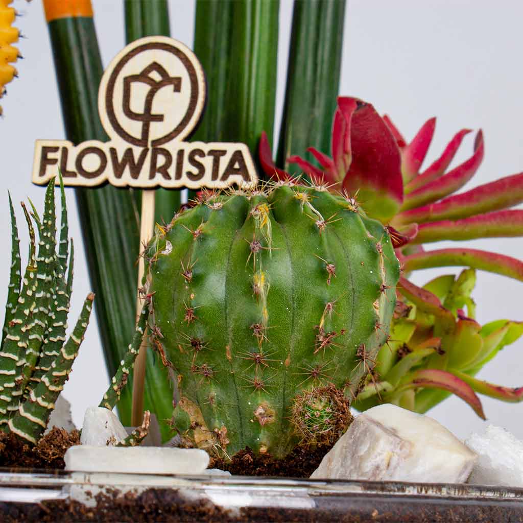 Cylindrical Snake Plant & Yellow Moon Cactus Vase Ii