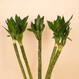Lotus Bamboo Vase