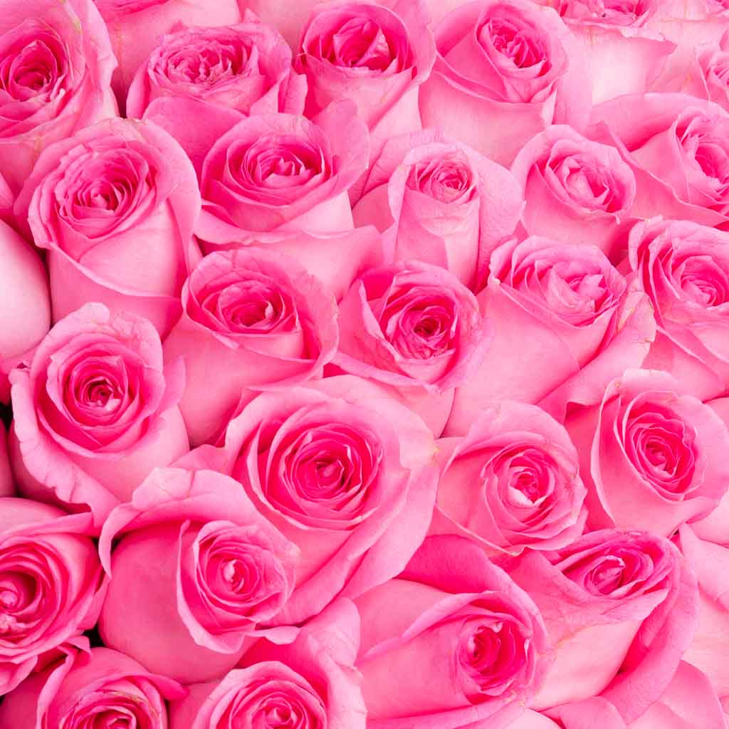 100 Pink Roses bouquet