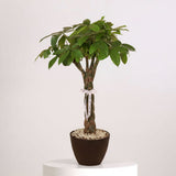 Money Tree Good Luck Plant