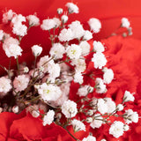 Carnation Rose Harmony