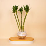 Lotus Bamboo Vase