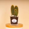 Cactus Vase
