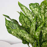 Aglaonema Plants Vase